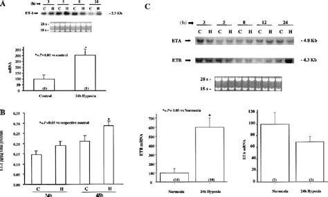 Figure 1 From Expression And Regulation Of Endothelin 1 And Its Receptors In Human Penile Smooth