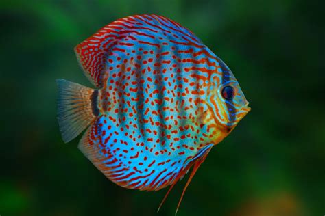 How To Keep Discus Help Guides