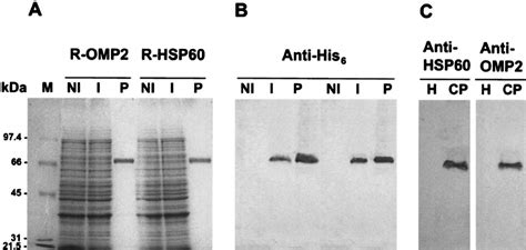 Expression Puri Fi Cation And Western Blot Analysis Of C Pneumoniae