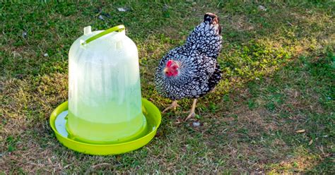 Comment fabriquer soi même un abreuvoir pour ses poules