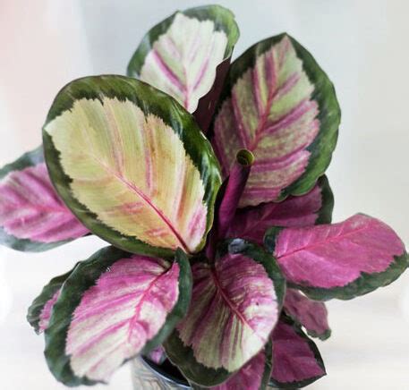 Calathea roseopicta rosy | Tamara Garden Center