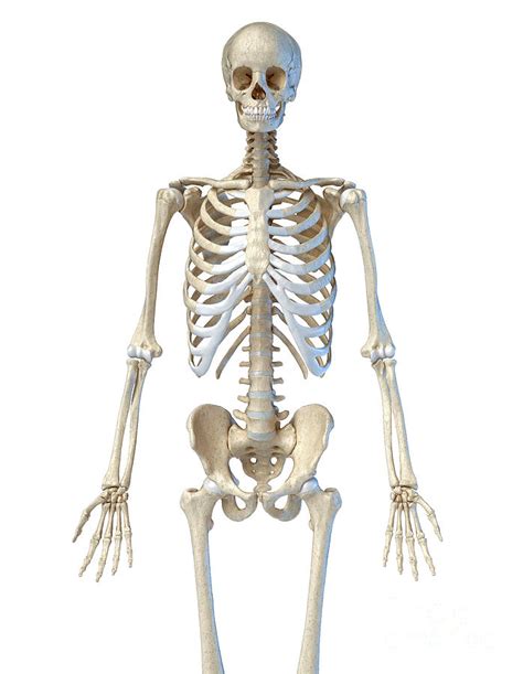 Human Skeleton Photograph By Leonello Calvetti Science Photo Library