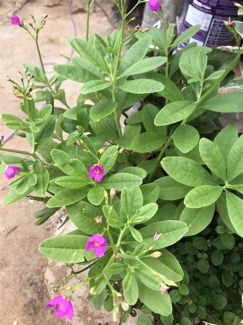 Philippine Spinach From S O Raimundo Nonato Br Pi Br On January