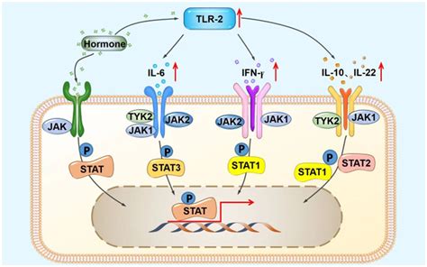 Frontiers JAK1 Inhibitor Abrocitinib For The Treatment Of Steroid