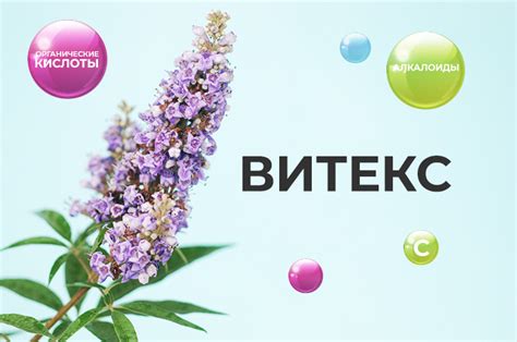 Витекс: что это такое, и для чего организму нужно? - Consumed
