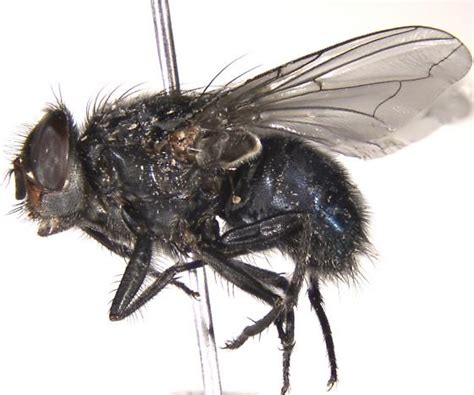 livida calliphora livida bugguidenet