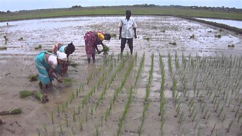 Line Sowing Of Paddy Cultivation Under Pilot Project Nabard