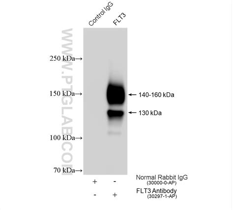 Flt Antibody Ap Proteintech