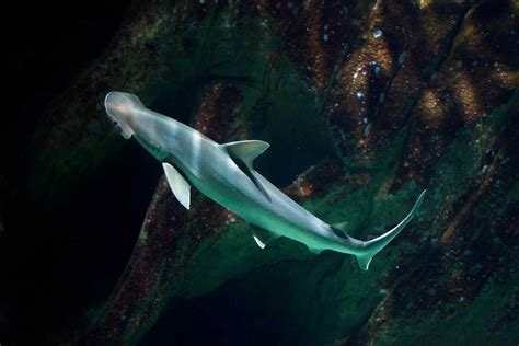 10 Different Types of Hammerhead Sharks