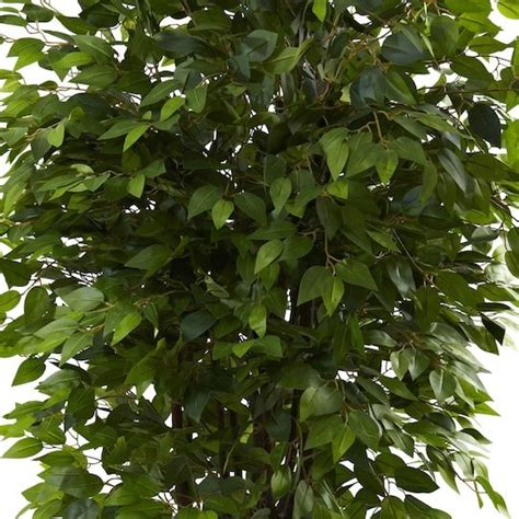 65ft Potted Deluxe Ficus Tree Michaels Ficus Tree Ficus