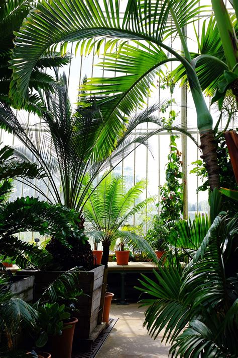 Royal Botanic Gardens, Kew | Тропический сад, Комнатный сад ...