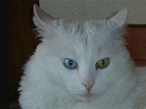 Kucing Persia Putih Mata Biru Robert Hardacre