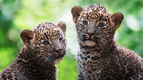 Two Leopard Cubs Are Sitting In Blur Green White Bokeh Background HD Leopard Wallpapers | HD ...