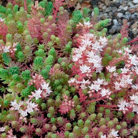 Очиток испанский (Седум) (sedum hispanicum) - описание сорта, фото ...