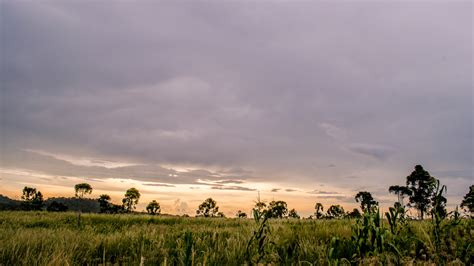 Banco De Imagens Panorama Rvore Natureza Grama Horizonte Nuvem