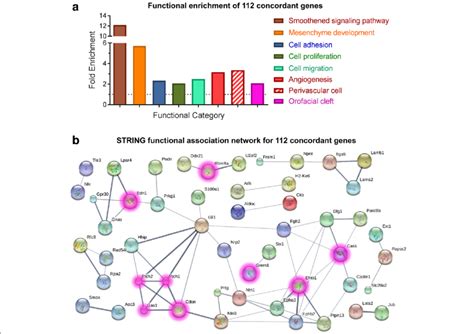 Enrichment Analysis Of Concordant Shh Regulated Genes A Functional