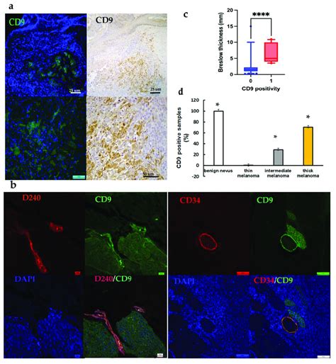 A Similar Staining Pattern Of Cd9 In Positive Tumor Clusters Using