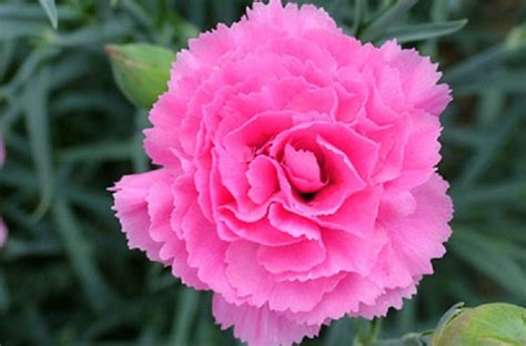 Dianthus Valda Wyatt Pinks Perennial Garden Plug Plants Pack X6