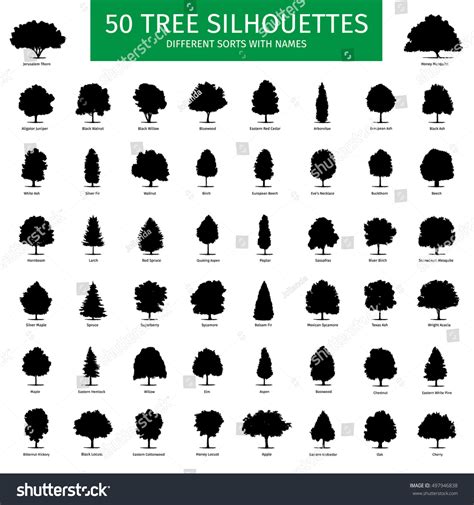 Fifty Different Tree Sorts Names Silhouette Stock Vector Royalty Free