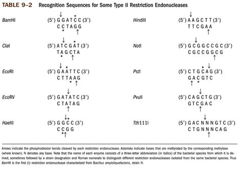 Solved Consider The Following Short Sequence Of Dna Oligonucleotide 5â€™ Atcgcgaagcttat 3â