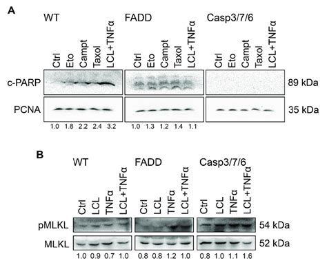 Western Blot Analysis Of Markers Of Apoptosis Cleaved Parp C Parp