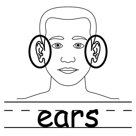 Ear Diagram Clip Art - ClipArt Best