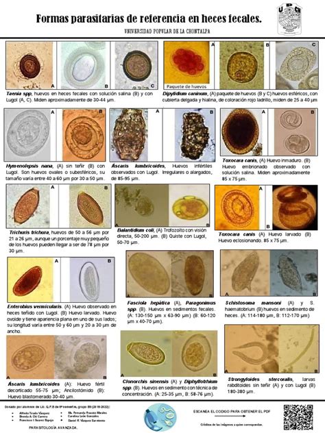 Atlas Parasitologia Pdf