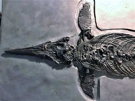 Replica Prone Ichthyosaur ichthyosaurus Communis Fossil From Lyme Regis ...