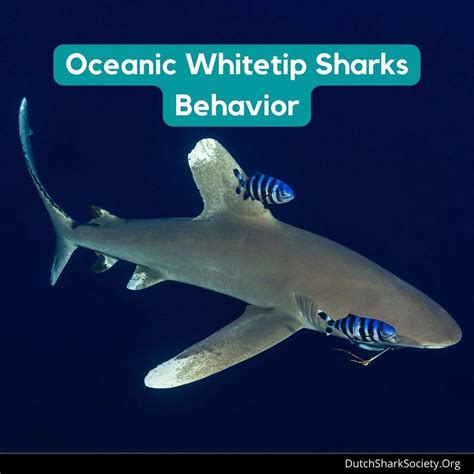 Oceanic Whitetip Sharks Facts And Info Guide - Dutch Shark Society