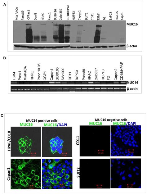 Expression Of Muc16 In A Panel Of Pc Cell Lines Using Western Blot