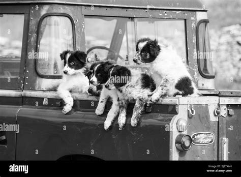 Working Sheepdog and Puppies Stock Photo - Alamy