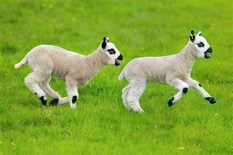 Kerry Hill Domestic Sheep Spring Lambs Running England Uk