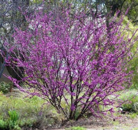 The Top 8 Best Drought Resistant Trees To Grow In Southern California