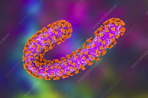 Marburg Virus Illustration Stock Image F0378009 Science Photo