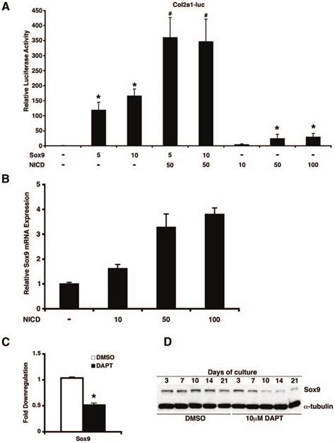 Notch1 regulates Sox9 expression in vitro. (A) Relative luciferase ...