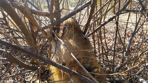 poached lion-001 - Africa Geographic