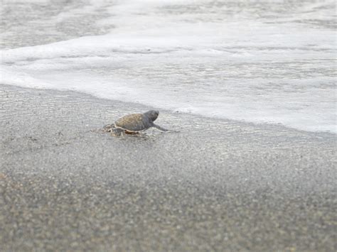 caretta caretta babies captured securely leaving their nests in türkiye ...