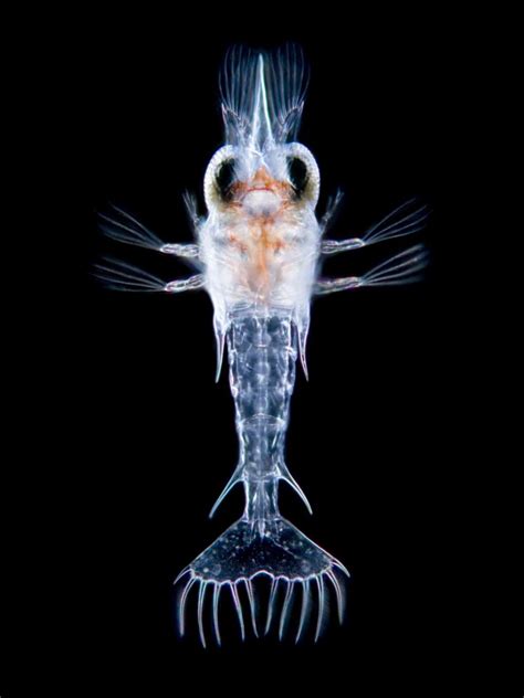 Planktonic decapod larva | Nikon’s Small World