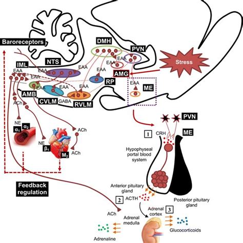 Cardiopulmonary Reflex Pathway Within The Lower Brainstem Region Nts