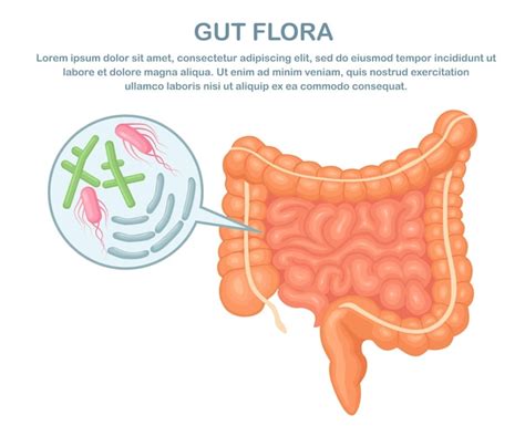 Premium Vector Intestines Guts Flora On White Digestive Tract With