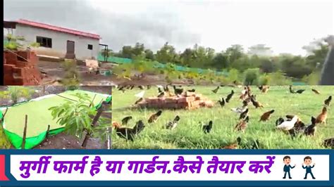 Pure Desi Murgi Farming Pure Desi Murgi Farming In India Desi Murgi