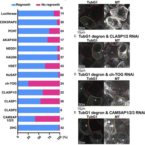 Visualization Of Tubulin Independent Mt Nucleation A And B Mt