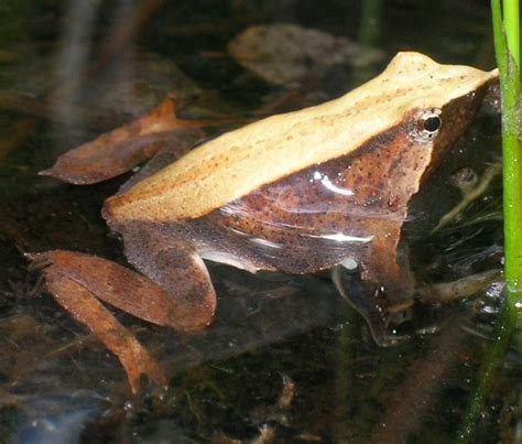 Exploring the Endangered Darwin’s Frog: A Glimpse into the Valdivian Temperate Rainforest of ...