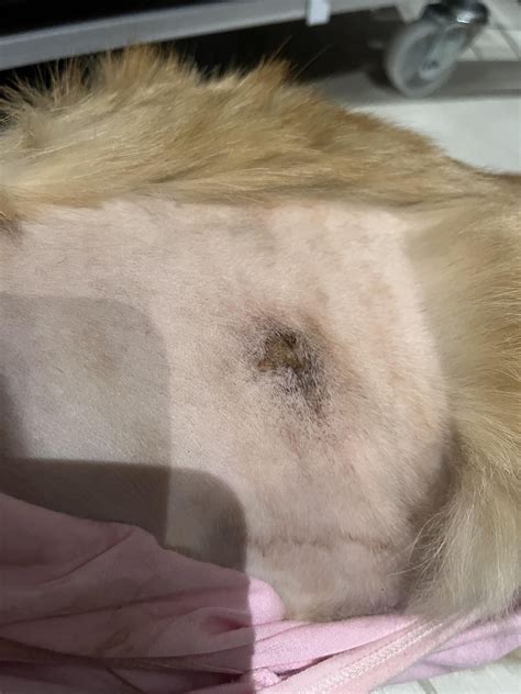 Does this spay incision look infected? : r/CATHELP