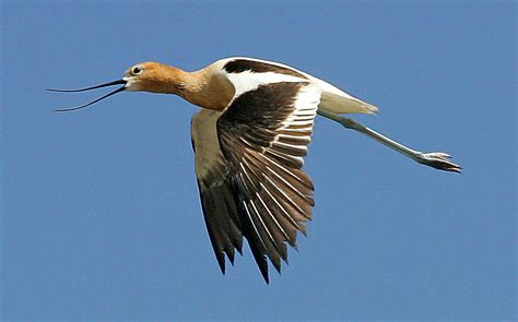 Salton Sea wildlife disappears: Photos by Desert Sun's Jay Calderon