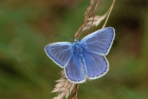 common blue butterfly uk stock  pictures royalty  images