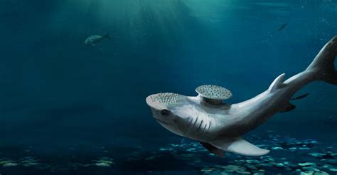 Stethacanthus, a shark that lived around 320 million years ago, was a ...