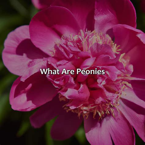 What Color Is Peony - colorscombo.com