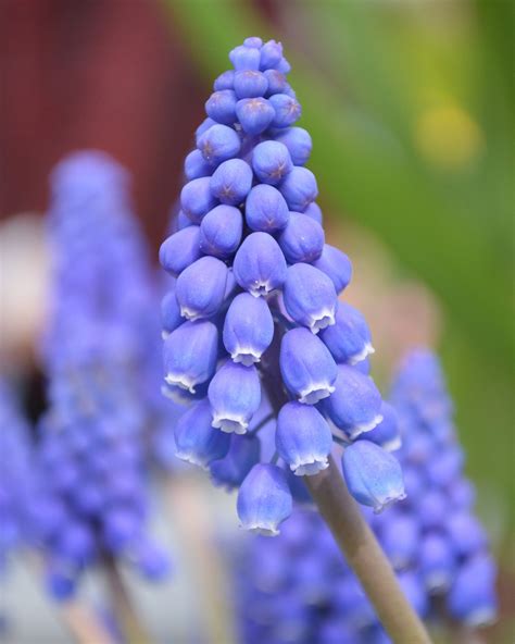 Muscari armeniacum bulbs — Buy 'Grape Hyacinths' online at Farmer Gracy UK