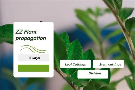 ZZ Plant propagation in ways | ZZ plant care after propagation - PlantyPets